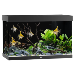 Rio 290 LED Black